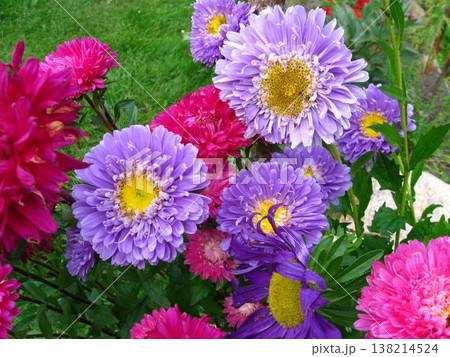 Bunch Of Big Beautiful Garden Asters 138214524