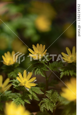 早春の山中に咲くフクジュソウ 138214552