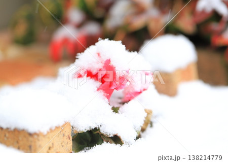 綿帽子をかぶった赤いシクラメンの花 綿帽子をかぶった赤いシクラメンの花 138214779