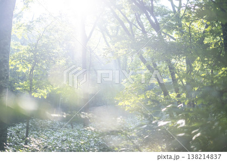 新緑の森・エコイメージ　奥大山 138214837