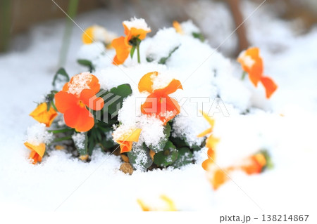 雪に降られたパンジーの花 雪に降られたパンジーの花 138214867