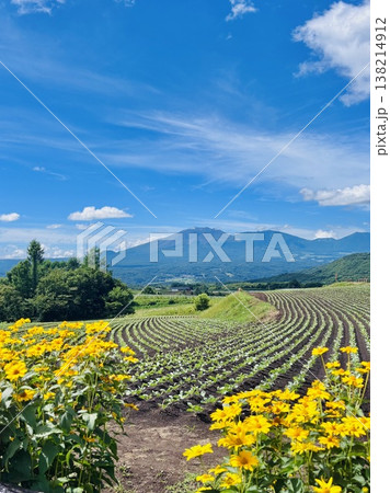 草津温泉から嬬恋村へ向かう道中のキャベツ畑と浅間山 草津温泉から嬬恋村へ向かう道中のキャベツ畑と浅間山 138214912