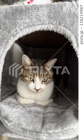 キャットタワーでくつろぐサバトラ猫 138214987