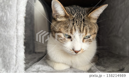 キャットタワーでくつろぐサバトラ猫 138214989