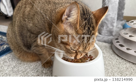 キャットタワーの隣で、昼食を食べるキジトラ猫 キャットタワーの隣で、昼食を食べるキジトラ猫 138214990
