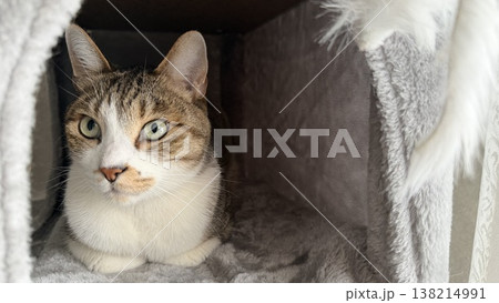 キャットタワーでくつろぐサバトラ猫 キャットタワーでくつろぐサバトラ猫 138214991
