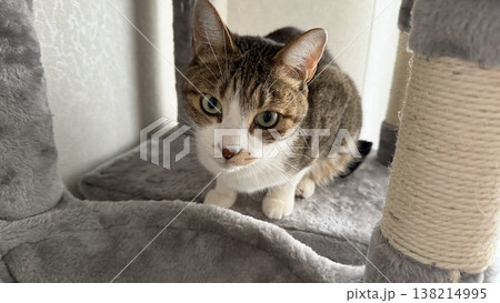 キャットタワーでくつろぐサバトラ猫 キャットタワーでくつろぐサバトラ猫 138214995