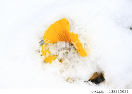 雪に埋もれたパンジーの花　　　　　　　 138215021