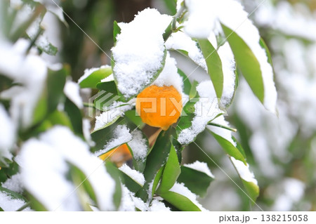 雪に降られたきんかん 雪に降られたきんかん 138215058
