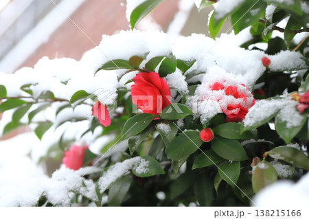 雪に降られた赤い山茶花（サザンカ）　　 138215166