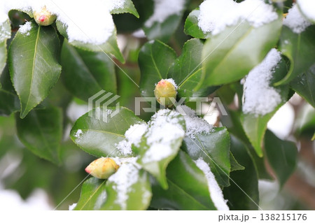 雪に降られた椿の蕾　 138215176