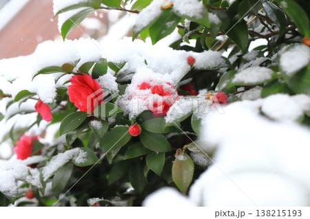 雪に降られた山茶花（サザンカ）　　 138215193