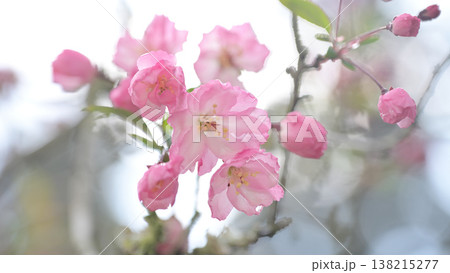 鎌倉・妙本寺の海棠（カイドウ）　やわらかな光に包まれた春の花 138215277