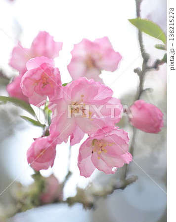 鎌倉・妙本寺の海棠（カイドウ）　やわらかな光に包まれた春の花 138215278