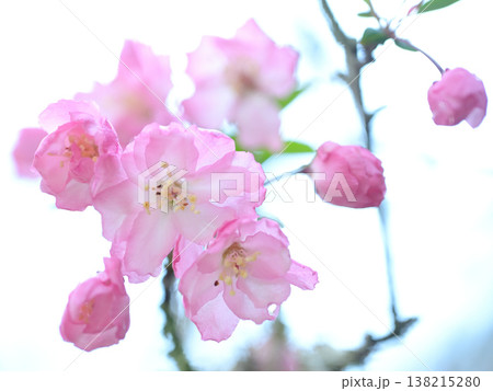 鎌倉・妙本寺の海棠（カイドウ）　やわらかな光に包まれた春の花 138215280
