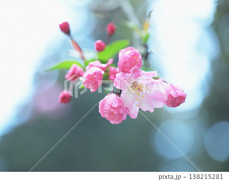鎌倉・妙本寺の海棠（カイドウ）　やわらかな光に包まれた春の花 138215281