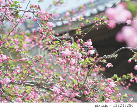 鎌倉・妙本寺の海棠(カイドウ) やわらかな光に包まれた春の花 鎌倉・妙本寺の海棠(カイドウ) やわらかな光に包まれた春の花 138215286