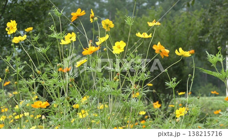 キバナコスモスの花 キバナコスモスの花 138215716