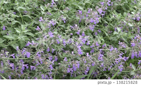かわいいキャットミントの花 138215828