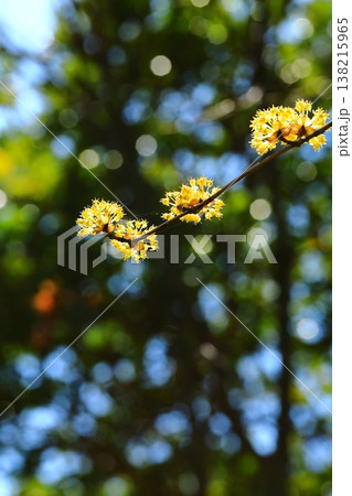 春の訪れを知らせるサンシュユの花 138215965