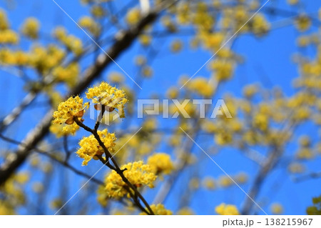 春の訪れを知らせるサンシュユの花 春の訪れを知らせるサンシュユの花 138215967