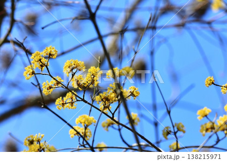 春の訪れを知らせるサンシュユの花 138215971
