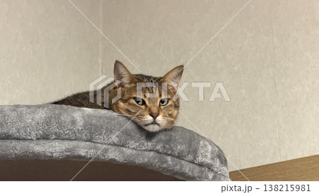 キャットタワーでくつろぐキジトラ猫 キャットタワーでくつろぐキジトラ猫 138215981