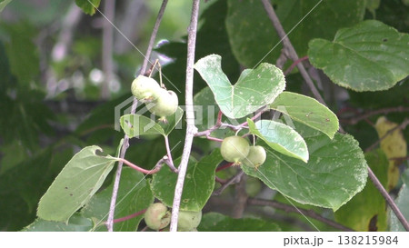 サルナシの実 138215984