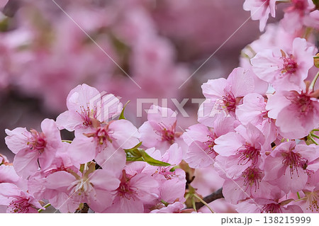 ピンク色の可愛い桜 ピンク色の可愛い桜 138215999