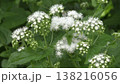 白いフジバカマの花 138216056