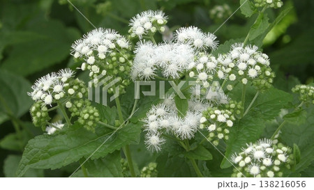 白いフジバカマの花 白いフジバカマの花 138216056