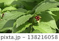 シロヤマブキの実 138216058