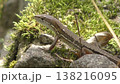 かわいいニホンカナヘビ 138216095