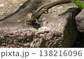かわいいニホンカナヘビ 138216096