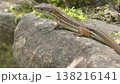 かわいいニホンカナヘビ 138216141