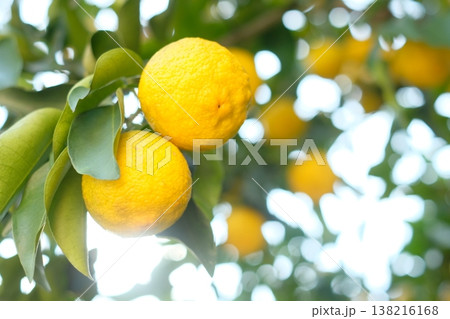 冬の樹に実った大きな柚子 冬の樹に実った大きな柚子 138216168