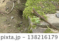 かわいいニホンカナヘビ 138216179