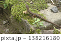 かわいいニホンカナヘビ 138216180