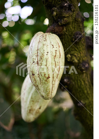 カカオの木に実ったカカオの実 138216181