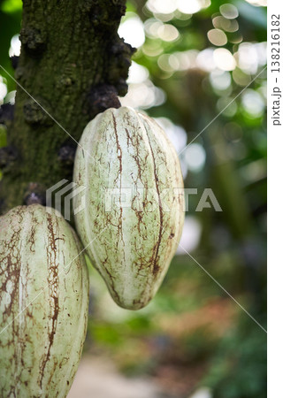 カカオの木に実ったカカオの実 138216182