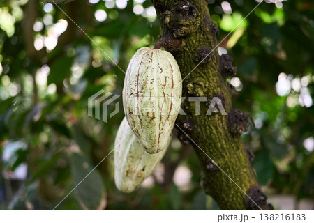 カカオの木に実ったカカオの実 138216183