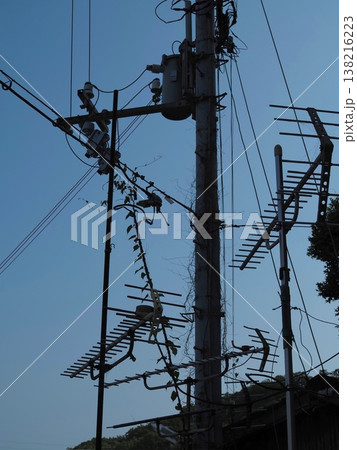 電柱電線とツル 電柱電線とツル 138216223