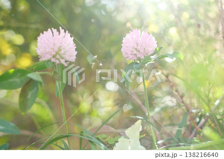 春の公園で満開のアカツメクサ 138216640