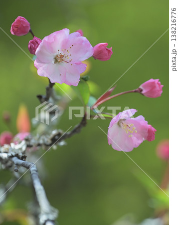 鎌倉・妙本寺の海棠（カイドウ）　やわらかな光に包まれた春の花 138216776