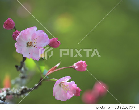 鎌倉・妙本寺の海棠(カイドウ) やわらかな光に包まれた春の花 鎌倉・妙本寺の海棠(カイドウ) やわらかな光に包まれた春の花 138216777