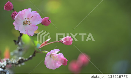 鎌倉・妙本寺の海棠（カイドウ）　やわらかな光に包まれた春の花 138216778