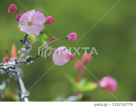 鎌倉・妙本寺の海棠(カイドウ) やわらかな光に包まれた春の花 鎌倉・妙本寺の海棠(カイドウ) やわらかな光に包まれた春の花 138216779