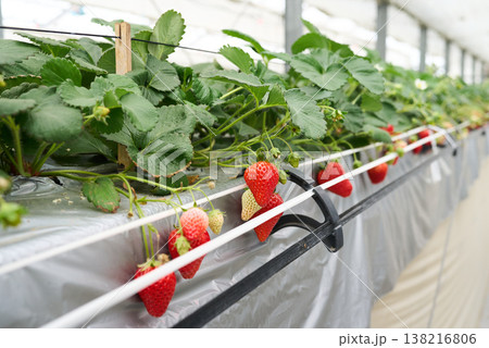 いちごの栽培農園 138216806