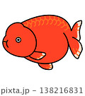 レッドらんちゅうのイラスト 138216831