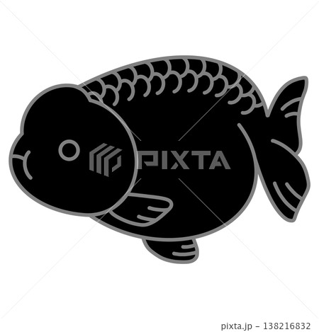 黒らんちゅうのイラスト 黒らんちゅうのイラスト 138216832